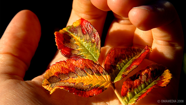 Ruskalehtiä - Autumn Leaves, Antti Haaranen 2008